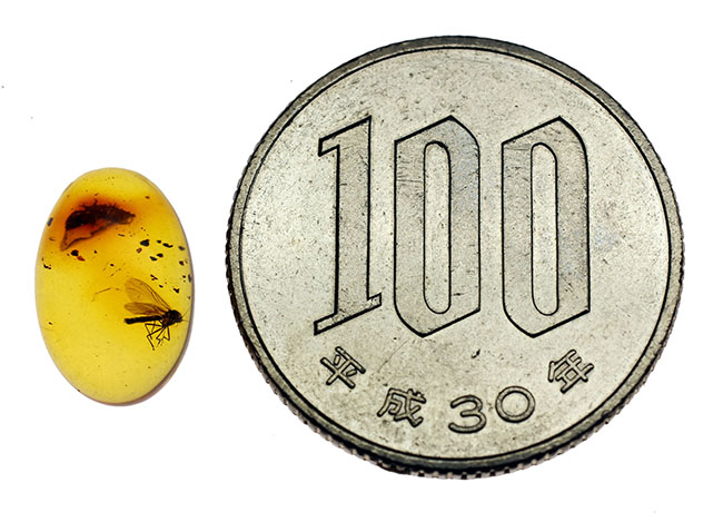 リトアニアンゴールド!およそ4000万年前のキノコバエ科の虫が包まれた虫入り琥珀(Amber)。バルト海産。(その6)