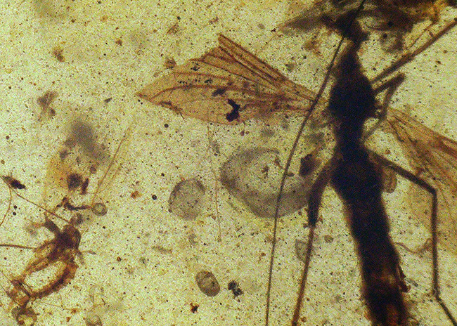 特筆すべき翅脈の保存状態!水生昆虫を内包した、約1億年前(恐竜時代)の極めて古い琥珀、バーマイト(Burmite)(その3)