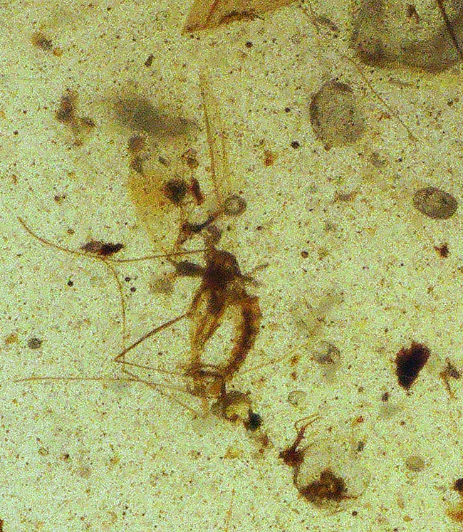 特筆すべき翅脈の保存状態!水生昆虫を内包した、約1億年前(恐竜時代)の極めて古い琥珀、バーマイト(Burmite)(その5)