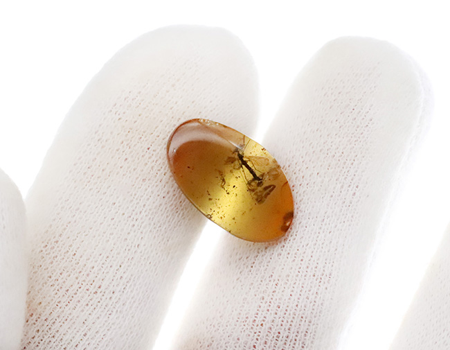 特筆すべき翅脈の保存状態!水生昆虫を内包した、約1億年前(恐竜時代)の極めて古い琥珀、バーマイト(Burmite)(その6)