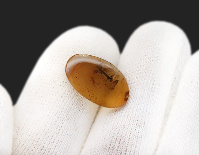 特筆すべき翅脈の保存状態!水生昆虫を内包した、約1億年前(恐竜時代)の極めて古い琥珀、バーマイト(Burmite)(その7)