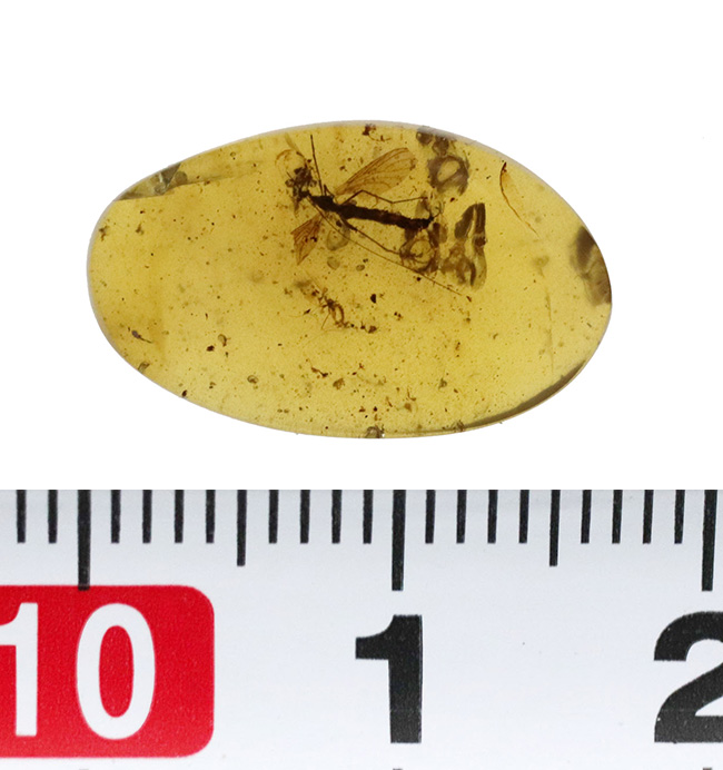 特筆すべき翅脈の保存状態!水生昆虫を内包した、約1億年前(恐竜時代)の極めて古い琥珀、バーマイト(Burmite)(その8)