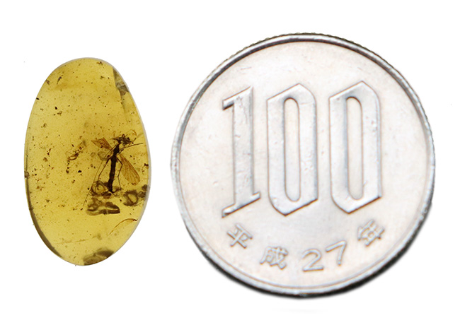 特筆すべき翅脈の保存状態!水生昆虫を内包した、約1億年前(恐竜時代)の極めて古い琥珀、バーマイト(Burmite)(その9)