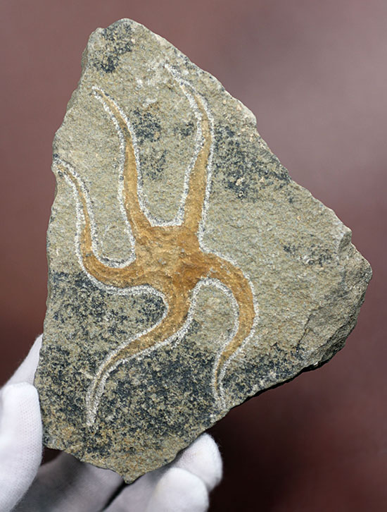 古生代オルドビス紀の海底で棲息していた初期のクモヒトデの化石（Geocoma corinata）。専用スタンド付き。（その1）