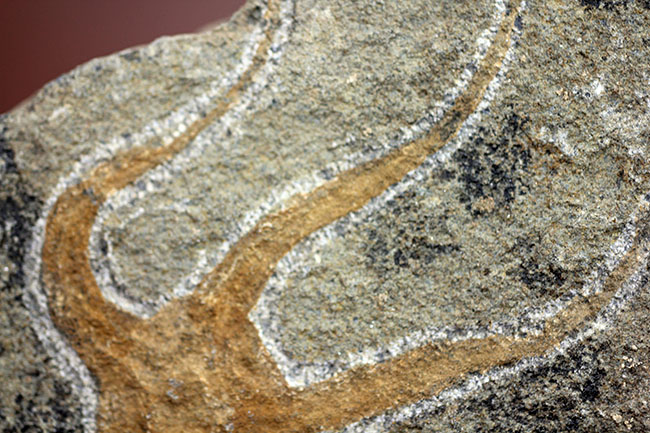 古生代オルドビス紀の海底で棲息していた初期のクモヒトデの化石（Geocoma corinata）。専用スタンド付き。（その10）