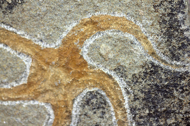 古生代オルドビス紀の海底で棲息していた初期のクモヒトデの化石（Geocoma corinata）。専用スタンド付き。（その11）