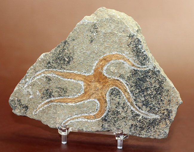 古生代オルドビス紀の海底で棲息していた初期のクモヒトデの化石（Geocoma corinata）。専用スタンド付き。（その12）