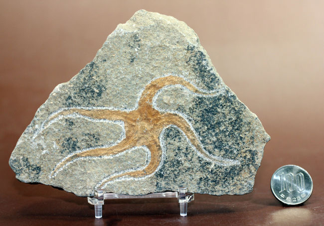 古生代オルドビス紀の海底で棲息していた初期のクモヒトデの化石（Geocoma corinata）。専用スタンド付き。（その13）