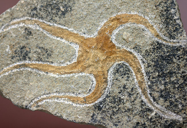 古生代オルドビス紀の海底で棲息していた初期のクモヒトデの化石（Geocoma corinata）。専用スタンド付き。（その2）