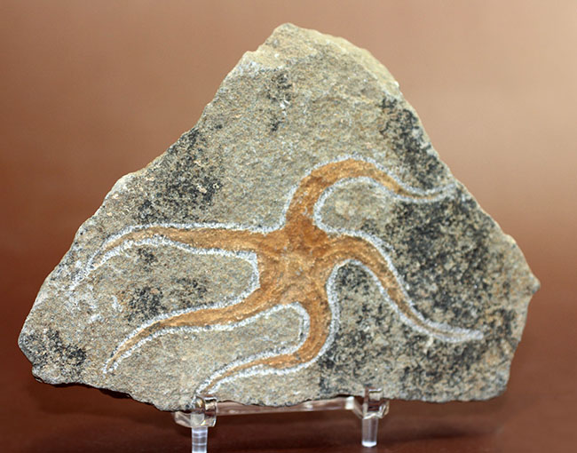 古生代オルドビス紀の海底で棲息していた初期のクモヒトデの化石（Geocoma corinata）。専用スタンド付き。（その3）