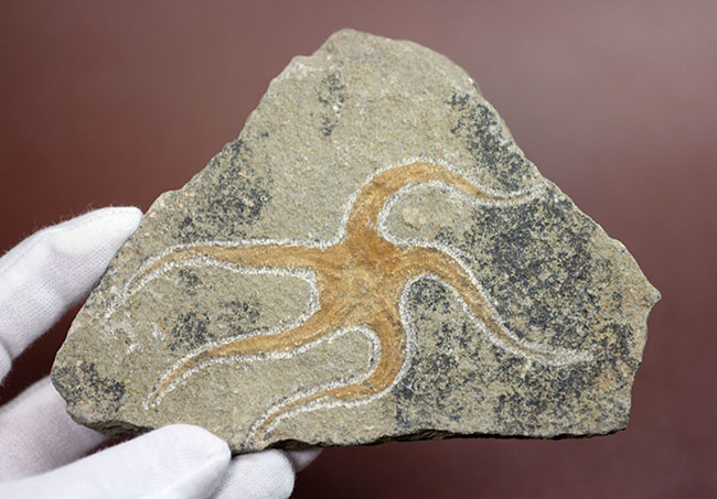 古生代オルドビス紀の海底で棲息していた初期のクモヒトデの化石（Geocoma corinata）。専用スタンド付き。（その4）