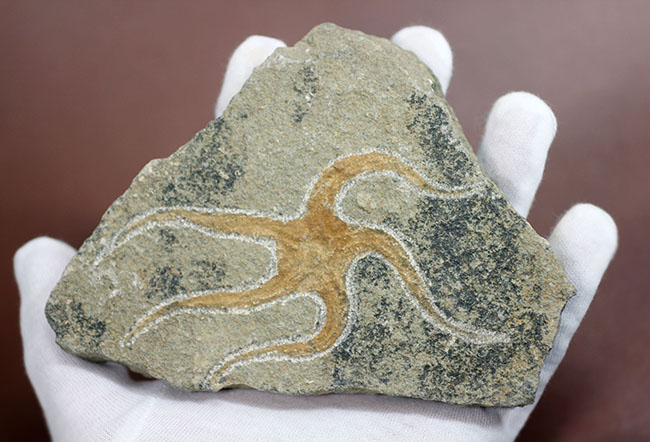 古生代オルドビス紀の海底で棲息していた初期のクモヒトデの化石（Geocoma corinata）。専用スタンド付き。（その5）