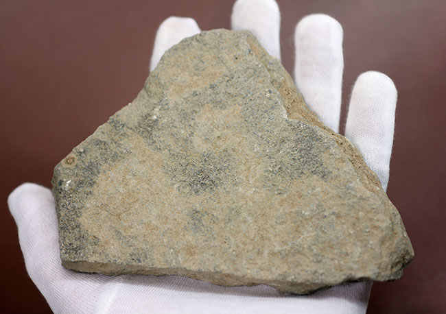 古生代オルドビス紀の海底で棲息していた初期のクモヒトデの化石（Geocoma corinata）。専用スタンド付き。（その6）