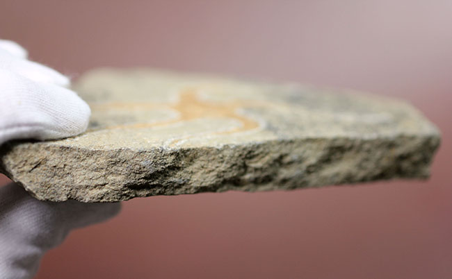 古生代オルドビス紀の海底で棲息していた初期のクモヒトデの化石（Geocoma corinata）。専用スタンド付き。（その7）