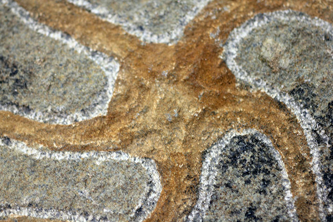 古生代オルドビス紀の海底で棲息していた初期のクモヒトデの化石（Geocoma corinata）。専用スタンド付き。（その8）