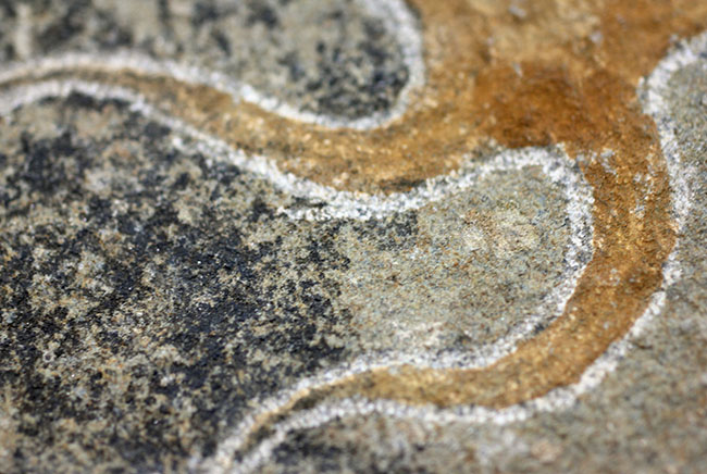 古生代オルドビス紀の海底で棲息していた初期のクモヒトデの化石（Geocoma corinata）。専用スタンド付き。（その9）