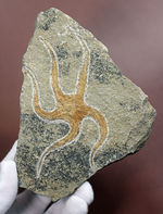 古生代オルドビス紀の海底で棲息していた初期のクモヒトデの化石（Geocoma corinata）。専用スタンド付き。