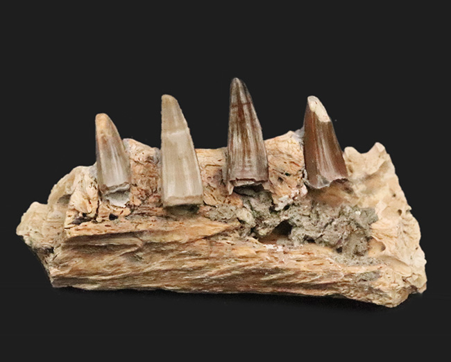 歯は着脱可能。白亜紀末の湿地を統べるワニ、米国ヘルクリーク累層産レイディスクス（Leidysuchus formidabilis）のアゴ付き歯化石（その1）