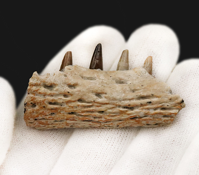 歯は着脱可能。白亜紀末の湿地を統べるワニ、米国ヘルクリーク累層産レイディスクス（Leidysuchus formidabilis）のアゴ付き歯化石（その2）