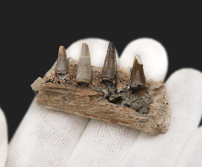 歯は着脱可能。白亜紀末の湿地を統べるワニ、米国ヘルクリーク累層産レイディスクス（Leidysuchus formidabilis）のアゴ付き歯化石（その3）