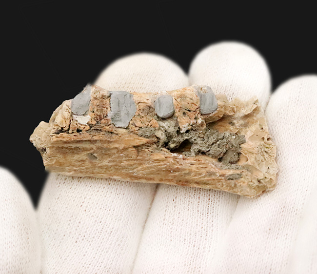 歯は着脱可能。白亜紀末の湿地を統べるワニ、米国ヘルクリーク累層産レイディスクス（Leidysuchus formidabilis）のアゴ付き歯化石（その4）