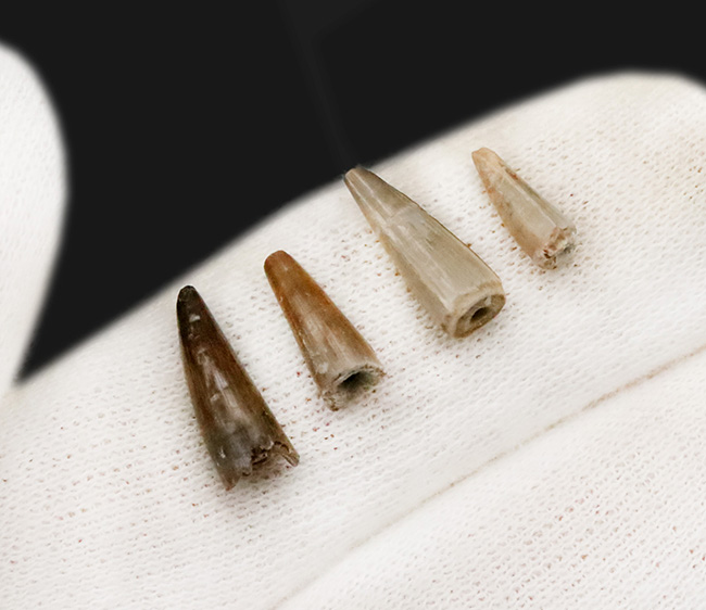 歯は着脱可能。白亜紀末の湿地を統べるワニ、米国ヘルクリーク累層産レイディスクス（Leidysuchus formidabilis）のアゴ付き歯化石（その5）