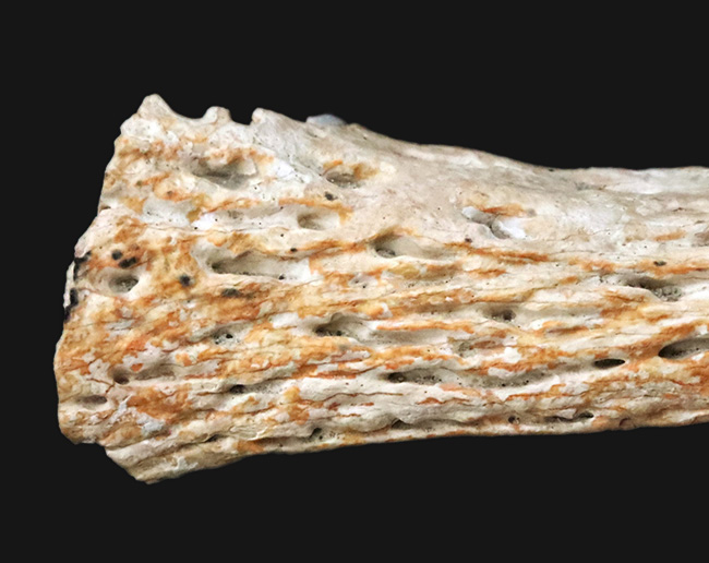 歯は着脱可能。白亜紀末の湿地を統べるワニ、米国ヘルクリーク累層産レイディスクス（Leidysuchus formidabilis）のアゴ付き歯化石（その7）