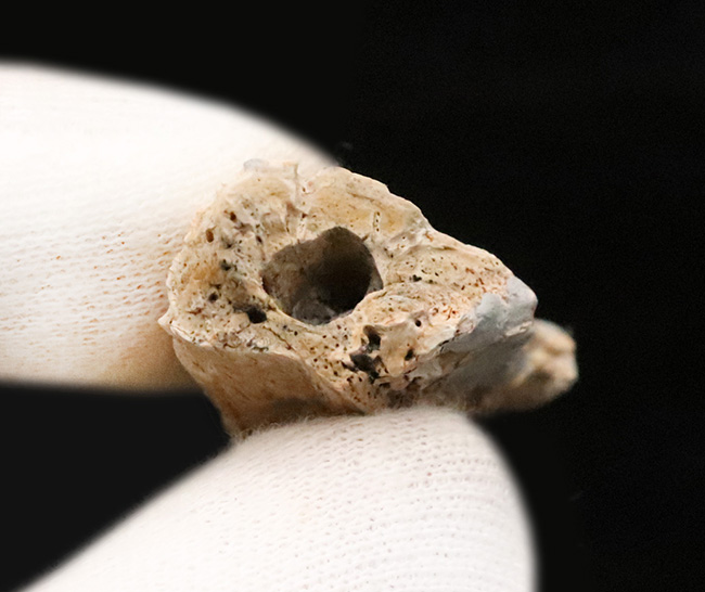 歯は着脱可能。白亜紀末の湿地を統べるワニ、米国ヘルクリーク累層産レイディスクス（Leidysuchus formidabilis）のアゴ付き歯化石（その9）