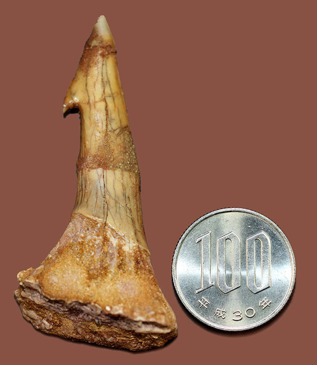 白亜紀の湖や河川に棲息していた巨大なノコギリエイ、オンコプリスティス（Onchopristis sp）の歯化石（その7）
