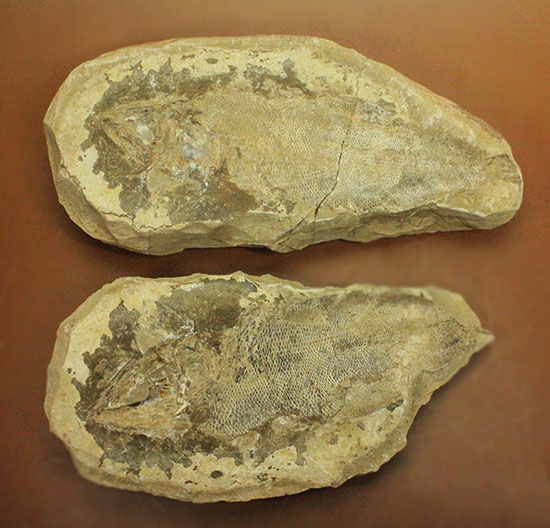 マッドボールをパカっと開ければ、現れる古代魚の化石（その1）
