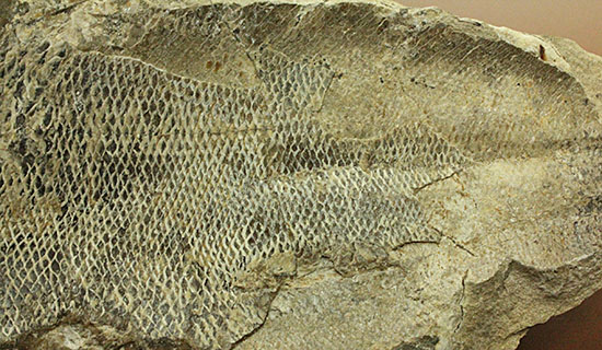 マッドボールをパカっと開ければ、現れる古代魚の化石（その10）