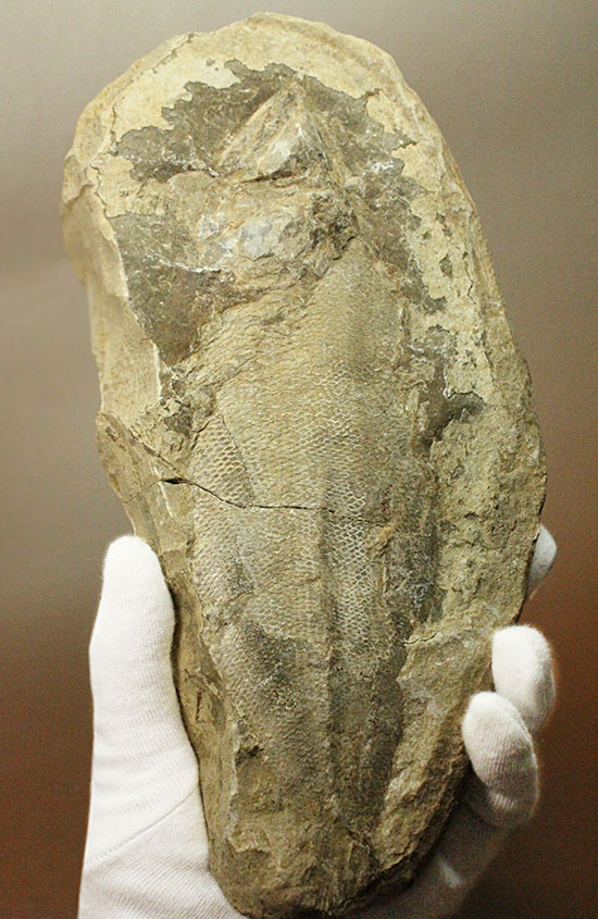 マッドボールをパカっと開ければ、現れる古代魚の化石（その15）