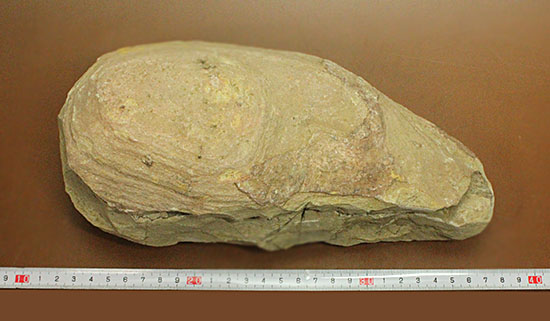マッドボールをパカっと開ければ、現れる古代魚の化石（その17）