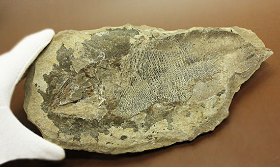 マッドボールをパカっと開ければ、現れる古代魚の化石（その3）
