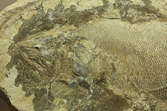 マッドボールをパカっと開ければ、現れる古代魚の化石（その4）