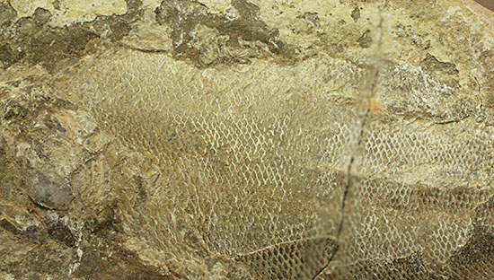 マッドボールをパカっと開ければ、現れる古代魚の化石（その5）