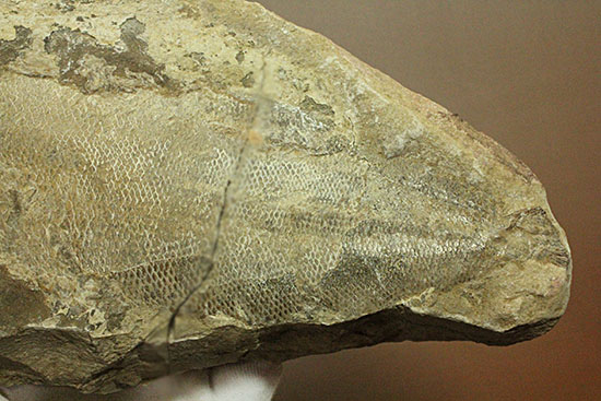 マッドボールをパカっと開ければ、現れる古代魚の化石（その6）