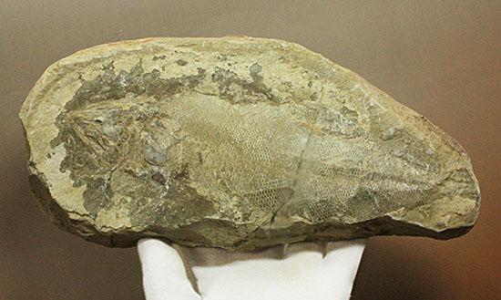 マッドボールをパカっと開ければ、現れる古代魚の化石（その7）