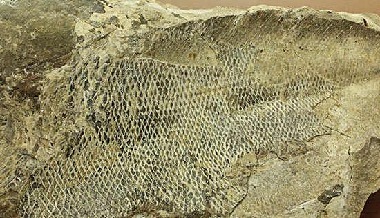 マッドボールをパカっと開ければ、現れる古代魚の化石（その9）