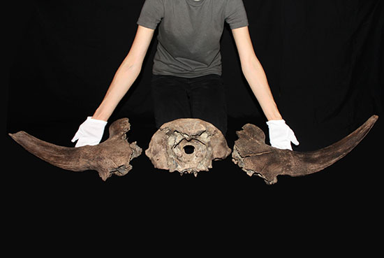 氷河期の北地を闊歩していた絶滅種ステップバイソンの頭部と巨大角2本の完品化石。(その1)