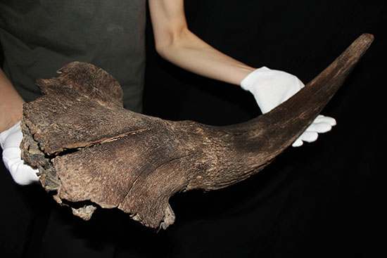 氷河期の北地を闊歩していた絶滅種ステップバイソンの頭部と巨大角2本の完品化石。(その10)
