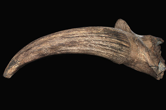 氷河期の北地を闊歩していた絶滅種ステップバイソンの頭部と巨大角２本の完品化石。（その11）