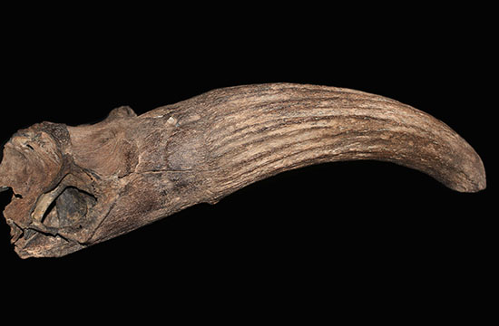 氷河期の北地を闊歩していた絶滅種ステップバイソンの頭部と巨大角２本の完品化石。（その13）