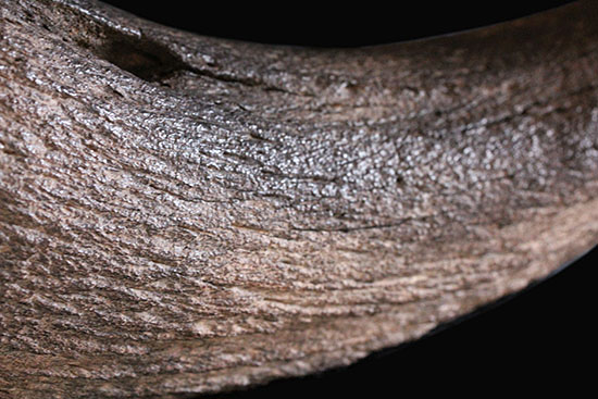 氷河期の北地を闊歩していた絶滅種ステップバイソンの頭部と巨大角２本の完品化石。（その16）