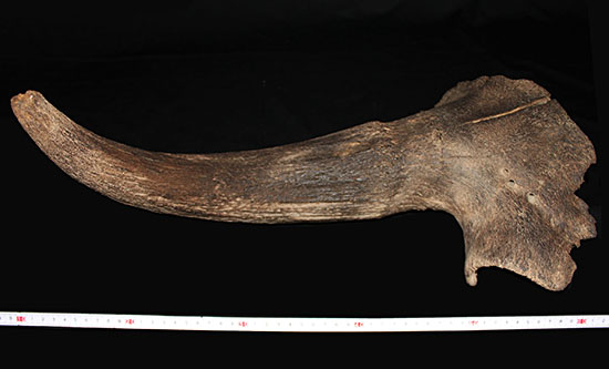 氷河期の北地を闊歩していた絶滅種ステップバイソンの頭部と巨大角2本の完品化石。(その17)