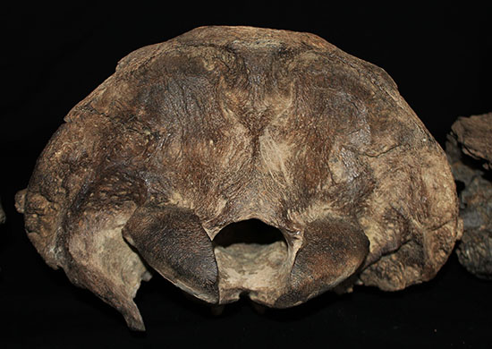 氷河期の北地を闊歩していた絶滅種ステップバイソンの頭部と巨大角２本の完品化石。（その18）