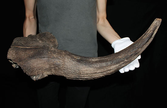 氷河期の北地を闊歩していた絶滅種ステップバイソンの頭部と巨大角２本の完品化石。（その2）