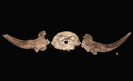 氷河期の北地を闊歩していた絶滅種ステップバイソンの頭部と巨大角２本の完品化石。（その20）