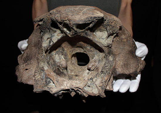 氷河期の北地を闊歩していた絶滅種ステップバイソンの頭部と巨大角２本の完品化石。（その3）