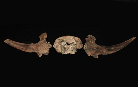 氷河期の北地を闊歩していた絶滅種ステップバイソンの頭部と巨大角２本の完品化石。（その6）